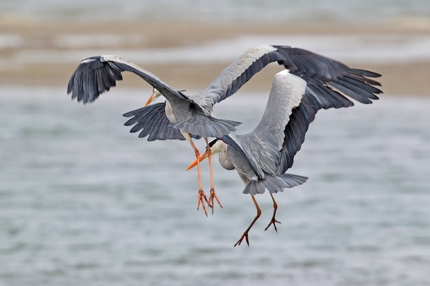 Deux hérons cendrés pêchant en vol