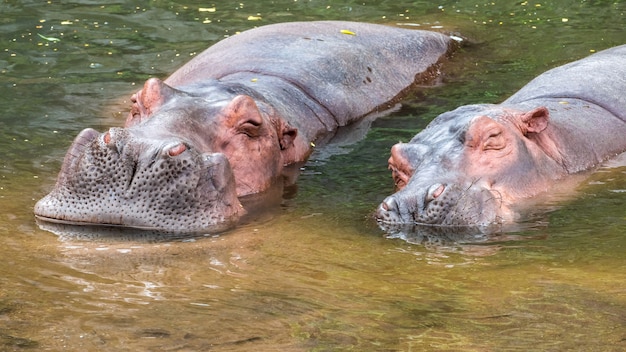 Photo deux hippopotames dans l'eau