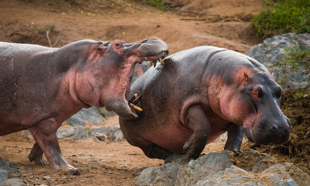 Deux hippopotames se battent