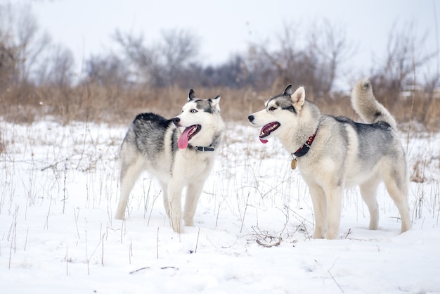 Photo deux husky sibérien debout dans la neige dans le pré