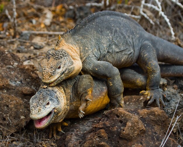 Deux iguanes terrestres se battent