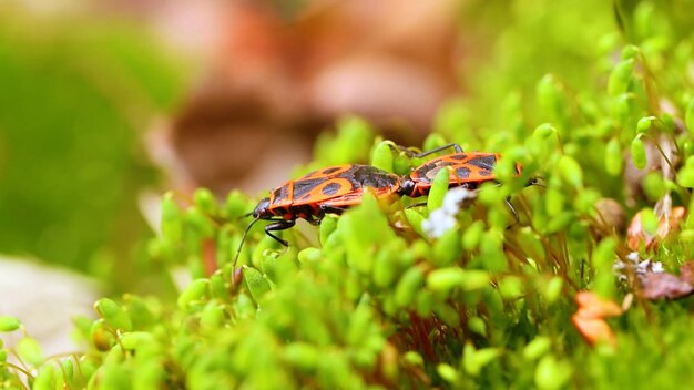 Deux insectes sur une surface moussue