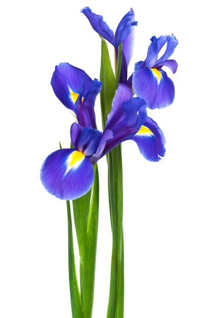 Deux iris