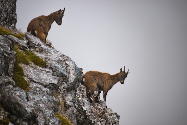 Photo deux jeunes bouquetins des alpes capra ibex à hagengebirge parc national de berchtesgaden allemagne