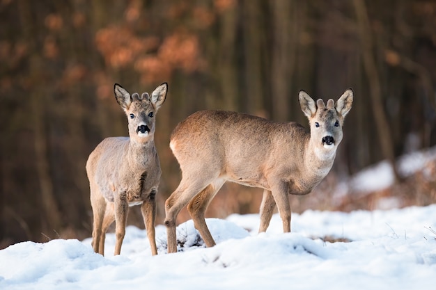 Deux Jeunes Chevreuils, Capreolus Capreolus, Debout Sur Terrain En Hiver