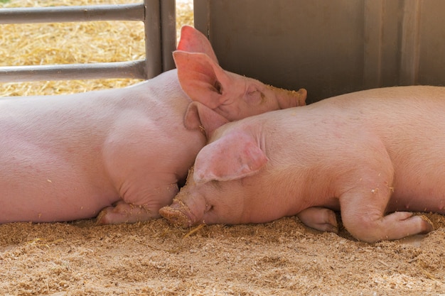 Deux jeunes cochons ensemble.