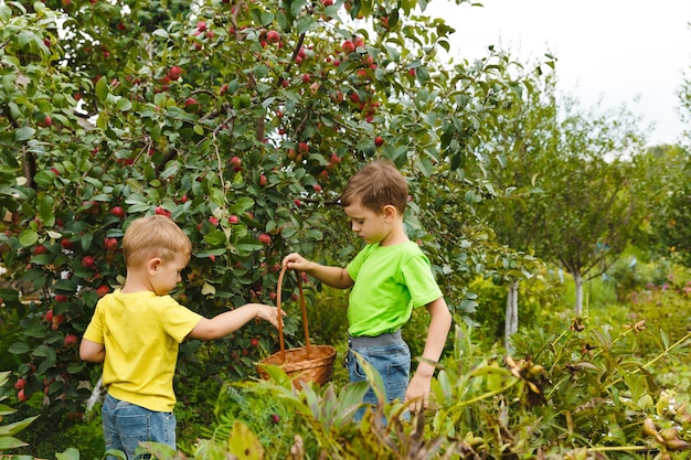 Deux jeunes enfants cueillent des pommes juteuses biologiques fraîches