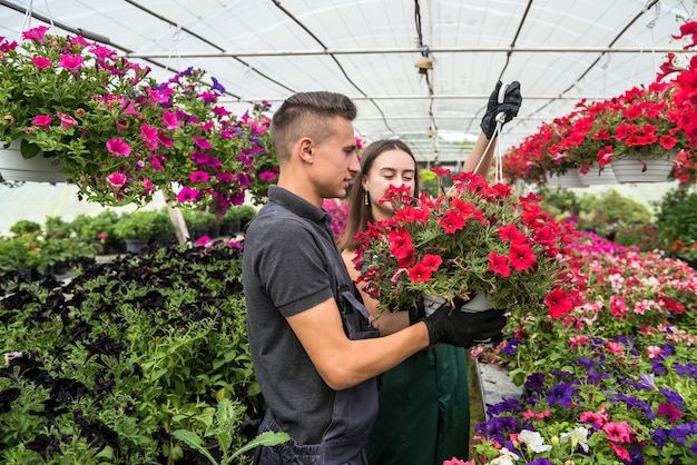 Deux jeunes jardiniers attrayants, travaillant ensemble sur la croissance des plantes à fleurs à vendre dans une serre