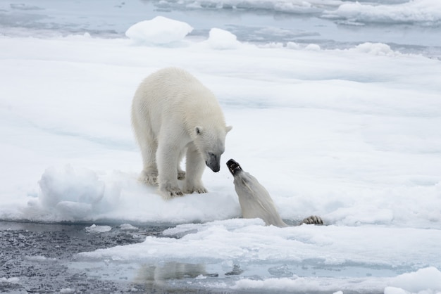 Deux jeunes ours polaires sauvages jouant sur la banquise dans la mer Arctique, au nord de Svalbard