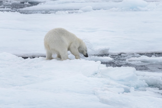 Deux jeunes ours polaires sauvages jouant sur la banquise dans la mer Arctique au nord de Svalbard