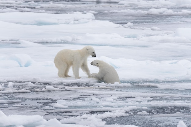 Deux jeunes ours polaires sauvages jouant sur la banquise dans la mer Arctique au nord de Svalbard