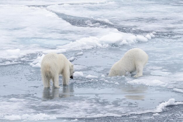 Deux jeunes ours polaires sauvages jouant sur la banquise dans la mer Arctique au nord de Svalbard