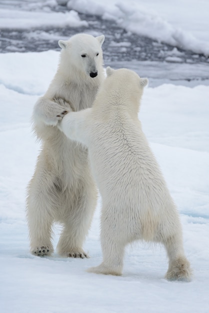 Deux jeunes ours polaires sauvages jouant sur la banquise dans la mer Arctique