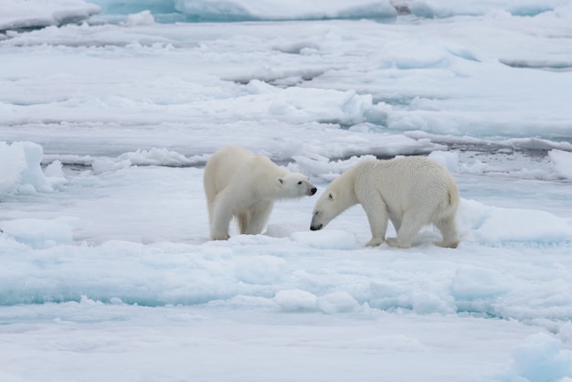 Deux jeunes ours polaires sauvages jouant sur la banquise dans la mer Arctique