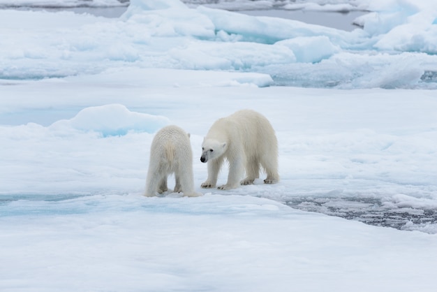 Deux jeunes ours polaires sauvages jouant sur la banquise dans la mer Arctique