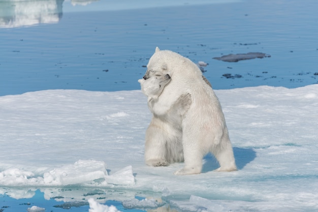 Deux jeunes oursons polaires sauvages jouant sur la banquise dans la mer Arctique, au nord de Svalbard
