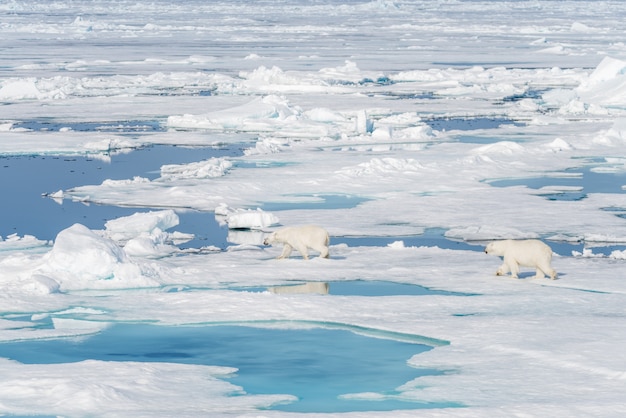 Photo deux jeunes oursons polaires sauvages jouant sur la banquise dans la mer arctique, au nord de svalbard