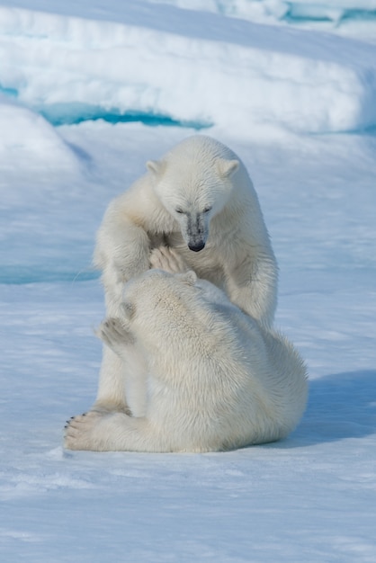 Photo deux jeunes oursons polaires sauvages jouant sur la banquise dans la mer arctique, au nord de svalbard