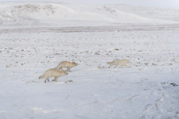 Deux jeunes renards arctiques jouant dans la toundra sauvage en hiver.