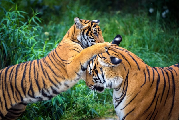 Deux jeunes tigres malais se battent