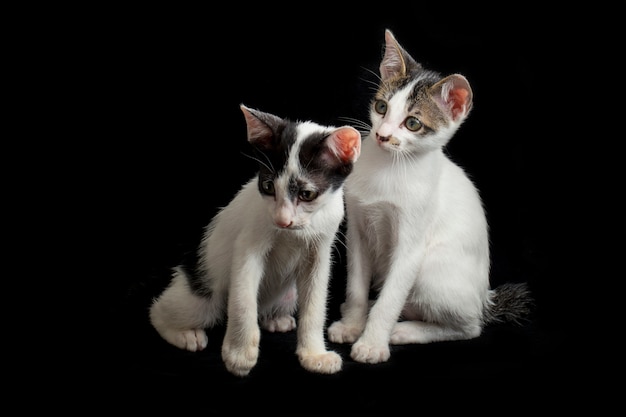 Deux jumeaux chaton domestique chat isolé sur fond noir