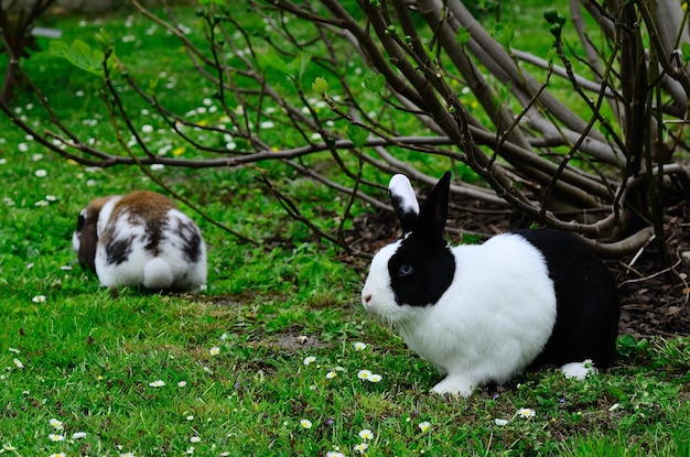 Deux lapins dans le jardin et l'été