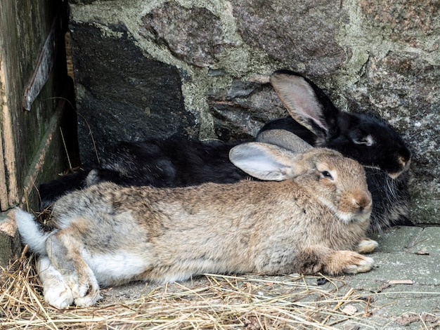 Deux lapins dorment à la grange