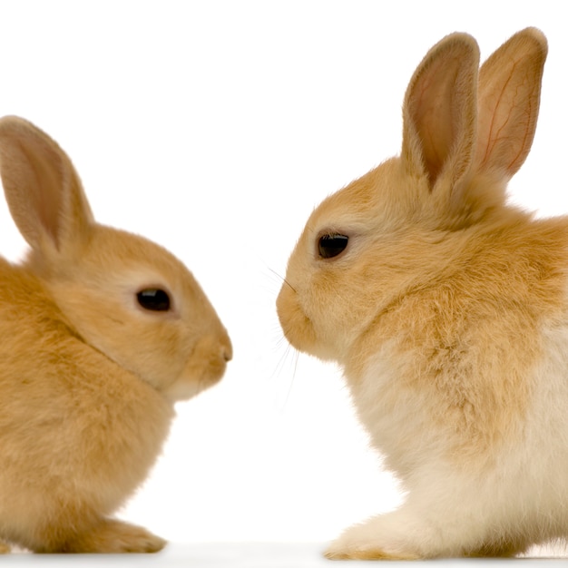 Deux lapins isolés