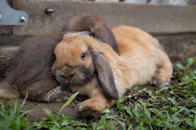 Deux lapins mignons couchés et dorment ensemble dans le pré avec amour. Amitié avec le lapin de Pâques. Lapin heureux.