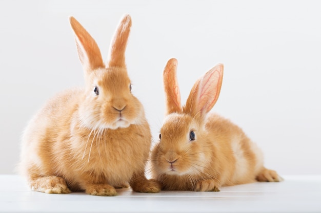 Deux lapins rouges sur une surface blanche