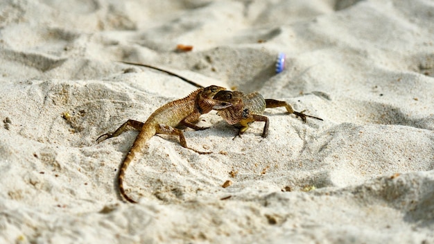 Deux lézards mâles se battent sur le sable. Pangan. Thaïlande.