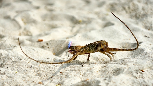 Deux lézards mâles se battent sur le sable. Pangan. Thaïlande.