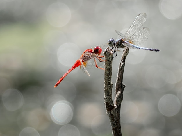 Deux libellules rouges et bleues