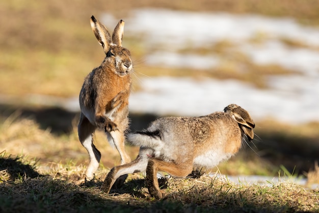 Deux lièvres bruns se battant sur le terrain dans la nature printanière