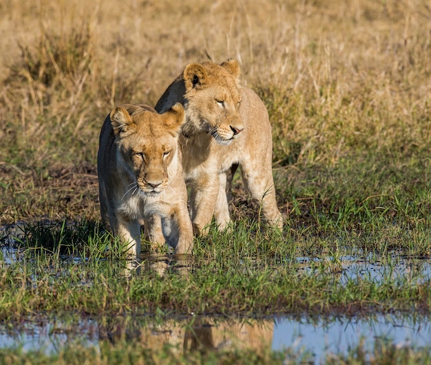 Deux lionnes passent le marais dans un gué