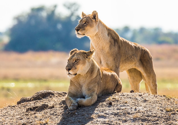 Deux lionnes sont couchées sur la colline