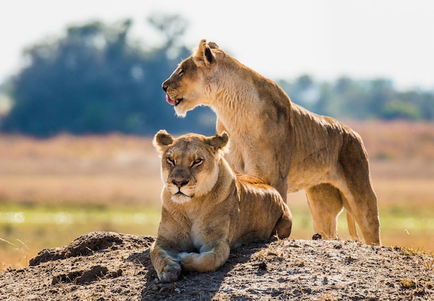 Deux lionnes sont couchées sur la colline