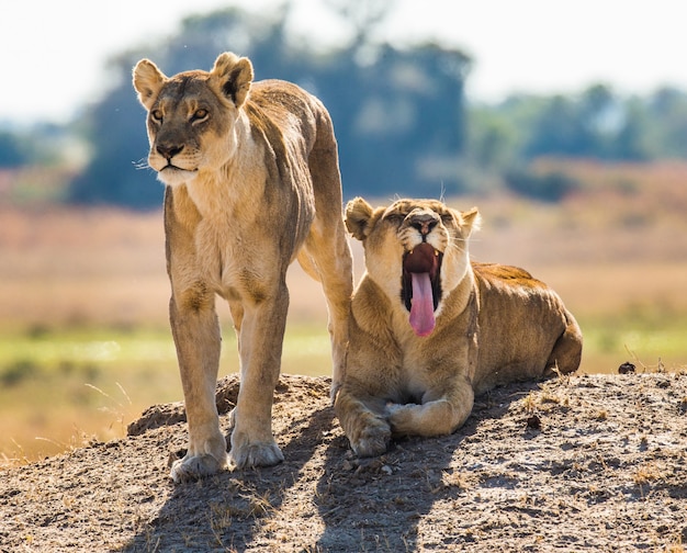 Deux lionnes sont couchées sur la colline