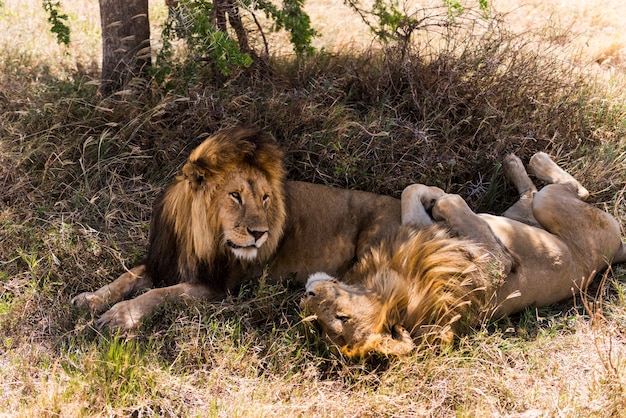 Deux lions couchés, Serengeti, Tanzanie, Afrique