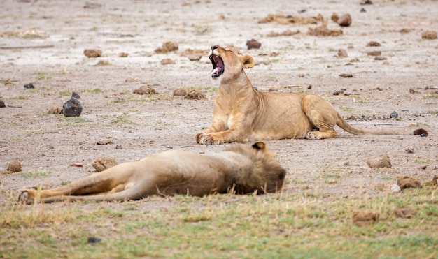 Deux lions mentent, l'un d'eux bâille