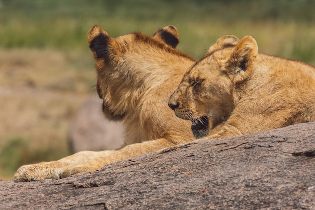 Photo deux lions petits assis sur un rocher