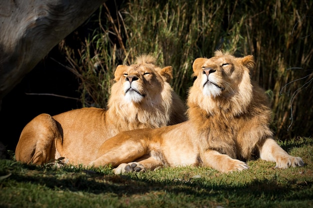 Deux lions reniflant la brise en même temps