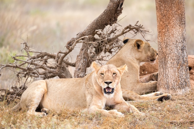 Deux lions se reposent à l'ombre d'un arbre