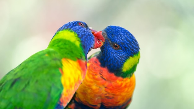 Deux Loriquets arc-en-ciel échangeant de la nourriture