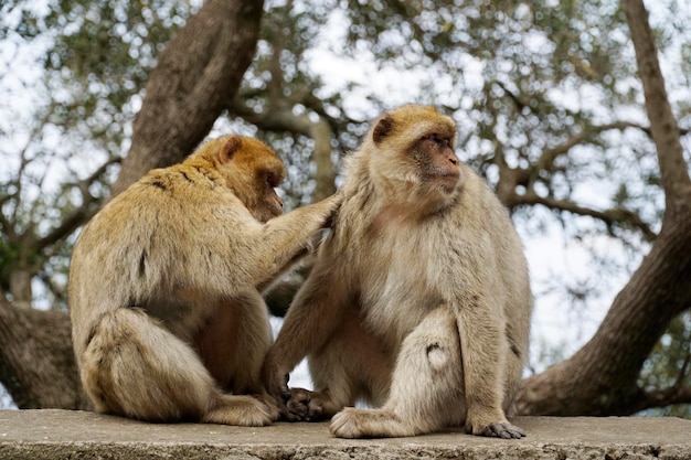 Deux macaques de Barbarie un singe caresse le second