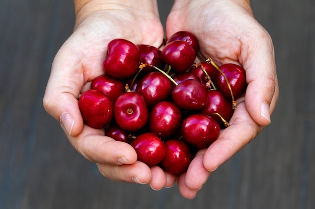 Deux mains offrant des cerises fraîches