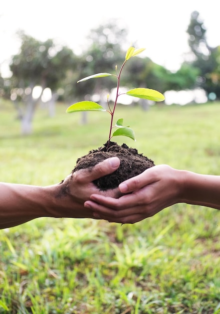 Photo deux mains tenant ensemble les jeunes d'un arbre