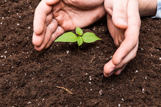 Deux mains tenant et soignant une jeune plante verte