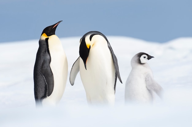 Deux manchots empereurs avec poussin à Snow Hill, Antarctica2018