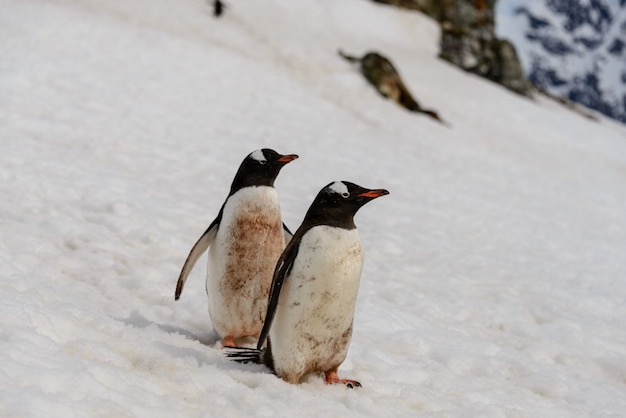 Deux manchots papous sur la neige